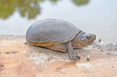 Kinosternon steindachneri