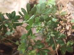 Alchemilla procumbens