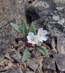 Claytonia multiscapa pacifica