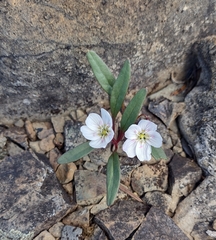 Claytonia multiscapa pacifica