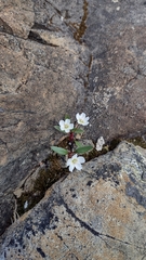 Claytonia multiscapa pacifica