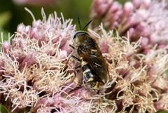 Stratiomys singularior