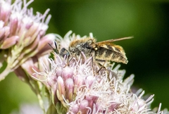 Stratiomys singularior