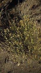 Lasiosiphon polycephalus