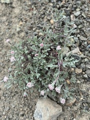 Chaenactis thompsonii