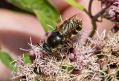 Stratiomys singularior