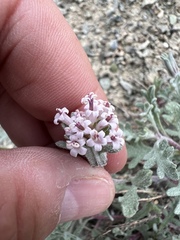 Chaenactis thompsonii