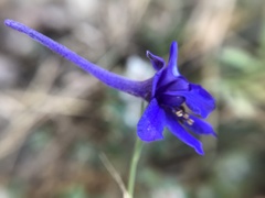 Delphinium halteratum