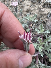 Chaenactis thompsonii