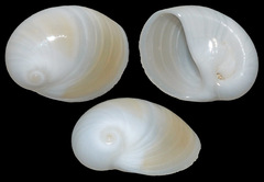 Polinices albumen