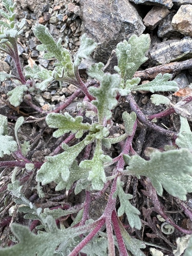 Image of Thompson's Pincushion by no rights reserved
