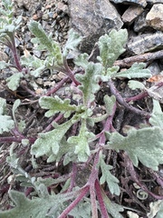 Chaenactis thompsonii