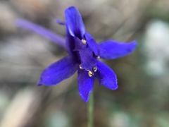 Delphinium halteratum