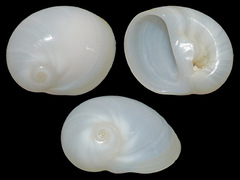 Polinices albumen
