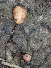 Scleroderma michiganense