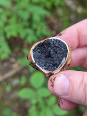 Scleroderma michiganense