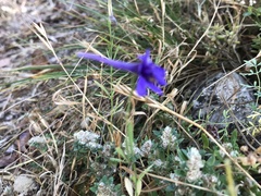 Delphinium halteratum