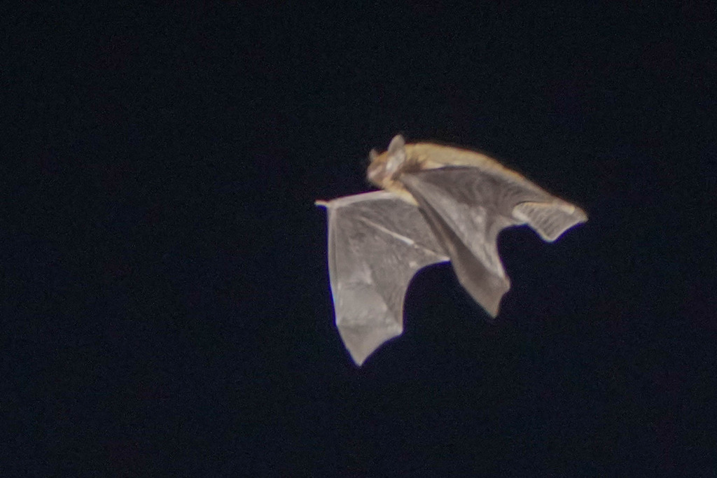 Japanese Pipistrelle
