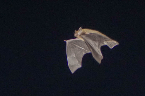 Japanese Pipistrelle