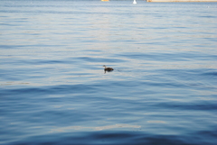 Podiceps cristatus