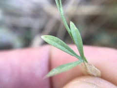 Delphinium halteratum
