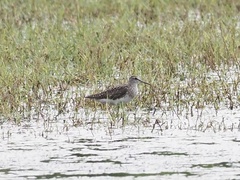 Tringa glareola