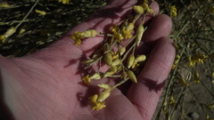 Lasiosiphon polycephalus