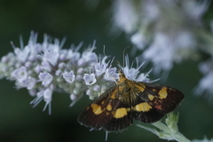 Pyrausta falcatalis