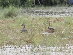 Dendrocygna javanica