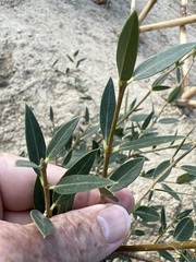 Phillyrea latifolia media