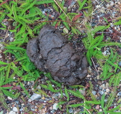 Ovibos moschatus
