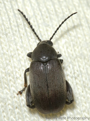 Pachymerus nucleorum
