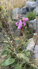 Digitalis purpurea