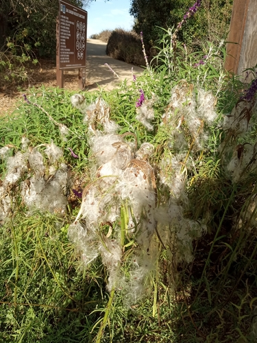 iNaturalist observation photo of narrowleaf milkweed