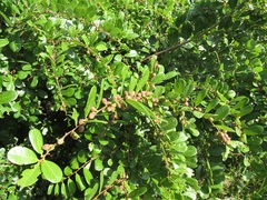 Bridelia cathartica