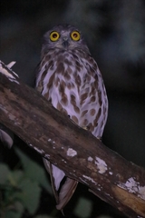 Ninox japonica