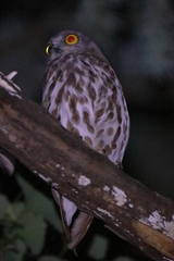 Ninox japonica