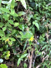 Hypericum taihezanense