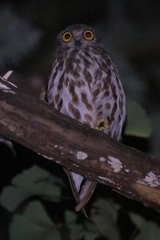 Ninox japonica