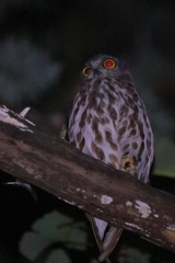 Ninox japonica
