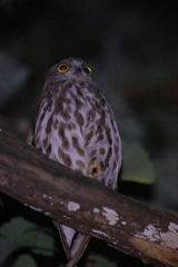 Ninox japonica