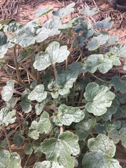 Proboscidea althaeifolia