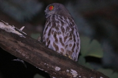 Ninox japonica
