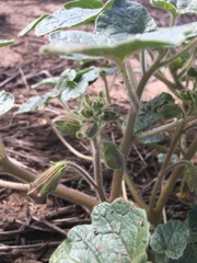 Proboscidea althaeifolia