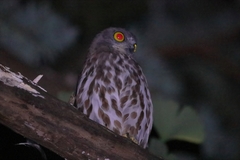 Ninox japonica