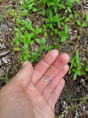 Campanula prenanthoides