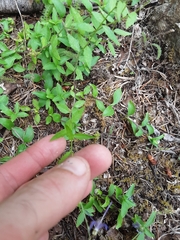 Campanula prenanthoides