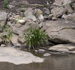 Hymenocallis coronaria