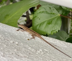 Anolis nebulosus