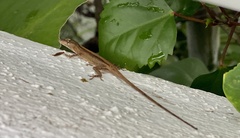 Anolis nebulosus